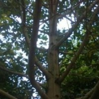 10公含笑價格供應(yīng)8公分含笑價格苗圃苗含笑價格