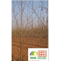 3公分速生法桐、法國梧桐、法桐價格