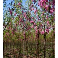 河北香花槐、保定香花槐、山東香花槐