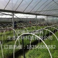 美國(guó)竹柳，快繁苗，渤海3號(hào)，竹柳扦插