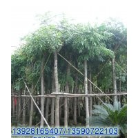 供應(yīng)：桃花心