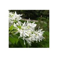 油根子苗，油根子又名流蘇苗