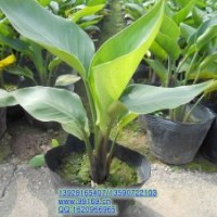 供應(yīng)：天堂鳥苗