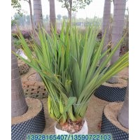 供應：紅刺林投