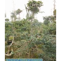 供應：造型勒杜鵑