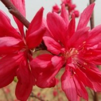 大量供應(yīng)嫣紅菊花桃，質(zhì)量保證，！