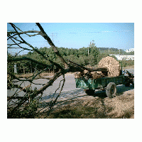 長(zhǎng)期供應(yīng)黃連木價(jià)格 現(xiàn)在10-12-15公分黃連木價(jià)格