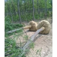 北欒苗，國(guó)槐苗，椿樹苗，榆樹苗等。。。。