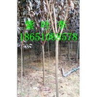 3公分紅葉李批發(fā)供應、江蘇紅葉李種植基地、江蘇賣紅葉李、江蘇