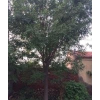 15公分國槐價格 15公分國槐多少錢