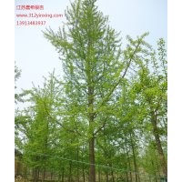 15公分銀杏樹價(jià)格，18公分銀杏樹價(jià)格，20公分銀