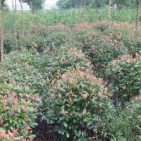 供應(yīng)80-120冠金森女貞球、紅葉石楠球