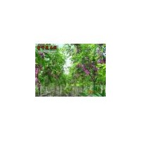 金葉榆國(guó)槐法桐金枝槐金葉槐