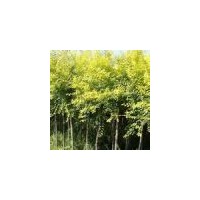 國(guó)槐 金葉國(guó)槐金枝國(guó)槐金葉榆榆樹香花槐刺槐金葉垂榆