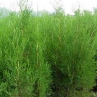 香柏扁柏香柯樹廉價提供