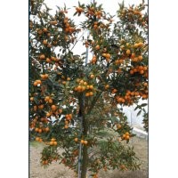 低價供應(yīng)：四季桂，金桂，金桔樹.