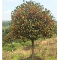 長期供應(yīng)：各規(guī)格 金桂，金桔樹等.