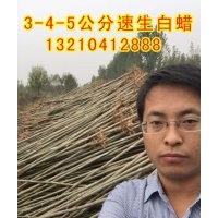 惠民縣速生白蠟 皂戶李鎮(zhèn)速生白蠟基地 惠民縣--速生白蠟苗圃