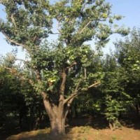 杜鵑價格,馬褂木價格,貼梗海棠價格,扶芳藤價格,馬尼拉價格表