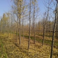 山東冠縣百畝印象苗圃，6-10公分銀杏