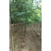 三公分速生國槐