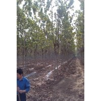 速生法桐十二公分二年冠 基地直銷 價格優(yōu)惠