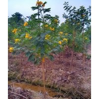 供應(yīng)黃槐小苗