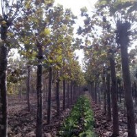 20公分二年冒法桐 速生法桐 法桐小苗 法桐價(jià)格