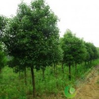 湖南精品全冠香樟樹