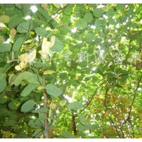 黃櫨廉價(jià)提供