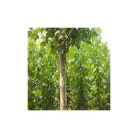 速生法桐移植運(yùn)輸注意事項(xiàng)