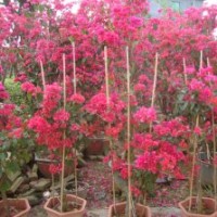 盆栽三角梅，久紅三角梅