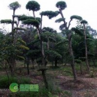 造型柞樹 精品榨樹 15~25公分柞樹