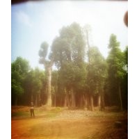 供應(yīng)40公分湖南香樟，湖南移栽香樟