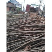 2公分,3公分,4公分,5公分欒樹價(jià)格