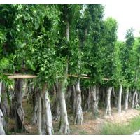 小葉榕價(jià)格/重慶小葉榕價(jià)格/小葉榕樹報(bào)價(jià)