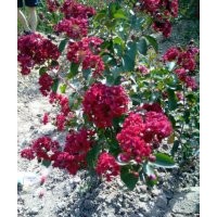 紅火球紫薇你不知道的秘密