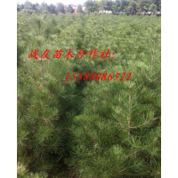 供應1.5米占地苗1.8米占地2米占地苗黑松
