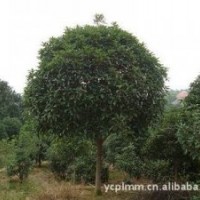 價(jià)格優(yōu)惠，10到16公分胸徑八月桂供應(yīng)