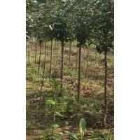 1-4公分垂絲海棠、西府海棠