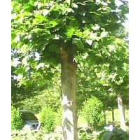 保定的法桐那家好@@@河北法桐基地@@京津苗圃批發(fā)法桐