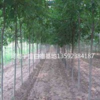 河南白蠟基地，二年生白蠟，三年生白蠟，四年生白蠟各種規(guī)格白蠟