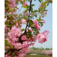 北京西府海棠、北美海棠、北美海棠花