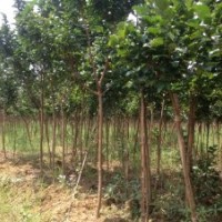 供應(yīng)湖南長沙3公分紫薇樹(圖)