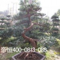 供應(yīng)優(yōu)質(zhì)廉價苗木雞蛋花,母生樹頭,秋風(fēng)頭