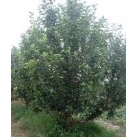 15公分京紅海棠樹