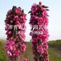 芭蕾舞海棠、白色雙櫻花、北京西府海棠