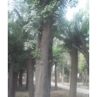 女貞 紫葉李 國槐 皂角 垂柳 白蠟等苗木