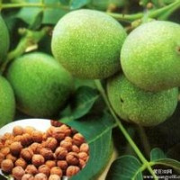 供應(yīng)青皮核桃