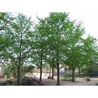 15公分銀杏樹量大價(jià)優(yōu)